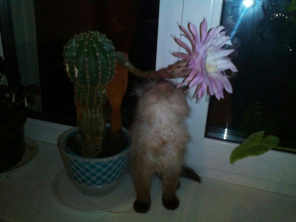 Do cacti in the house bloom for pregnancy or a wedding? - My, cat, Cactus bloomed, Cactus