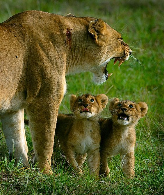 Children always look into their mother's mouth... :) - Animals, a lion