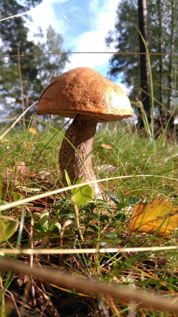 Lone giant. - My, Mushrooms, Forest