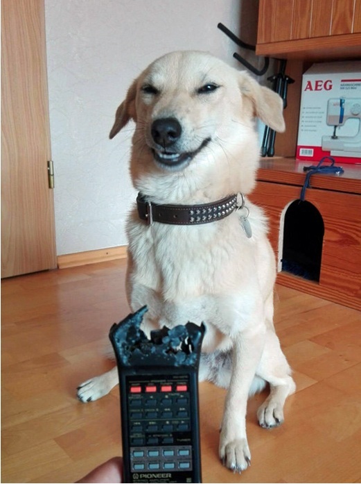 Sorry, I couldn't resist... - Dog, Remote controller, 