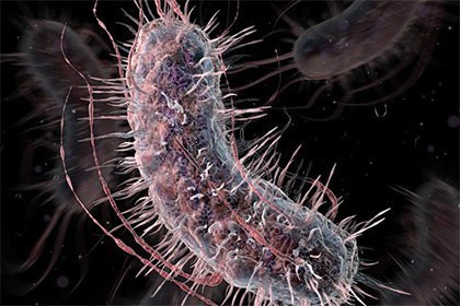 Biologists have created an invulnerable bacterium - The science, The medicine, Research, Inventions, Text