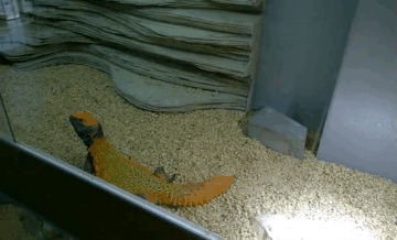    (Uromastyx nigriventris)