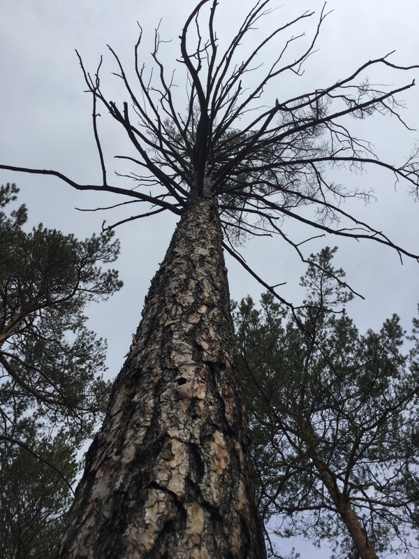 Just a tree - My, , Bratsk, 