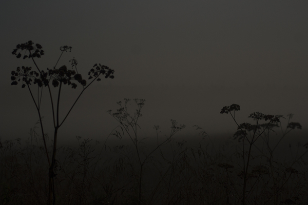 August fog - My, Fog, Field, Night