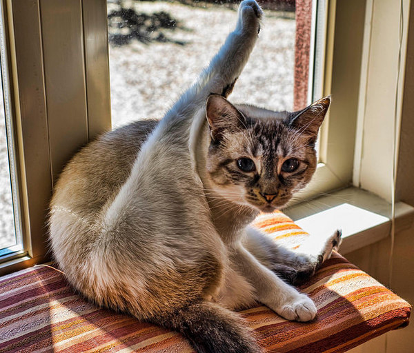 Heat cat - cat, Windowsill, Milota, Pet, Animals, Pets