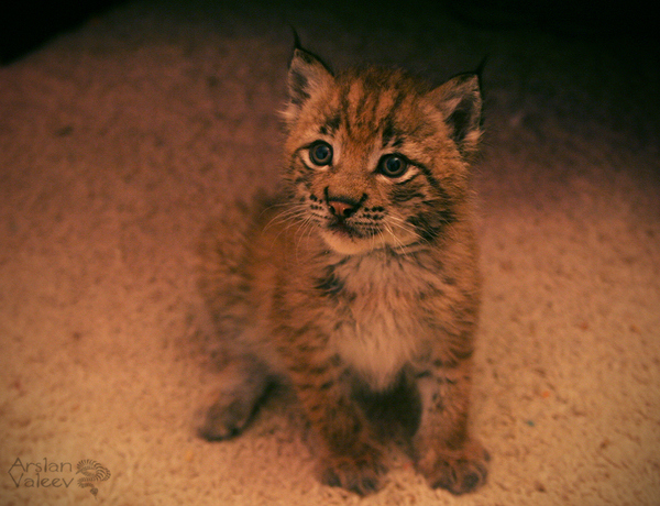 Hanna escaped from the box and started crying under the table, in such a lost form and found)) - My, Hannah, Lynx, Puffs, Yawn, Video