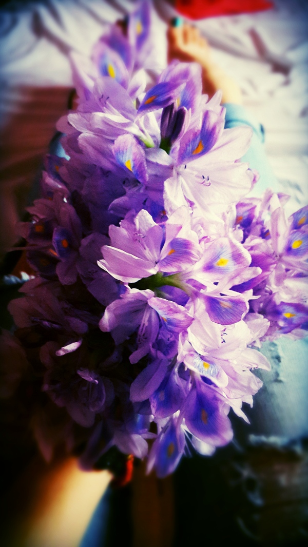 Nepalese water flowers - My, Flowers, Nepal, Water flowers