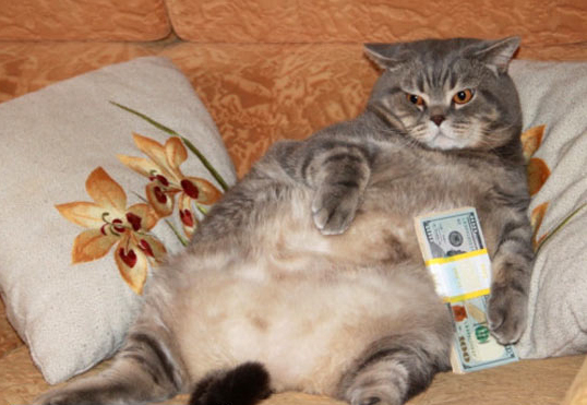 It's me...only without money - cat, Kotevkorobke, Money, It's me