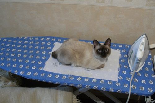 Who is better at ironing the towel? - My, cat, Iron, Animals