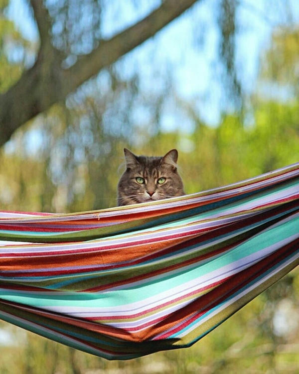 The hammock is busy, go away! - cat, Kotevkorobke, Hammock, Busy