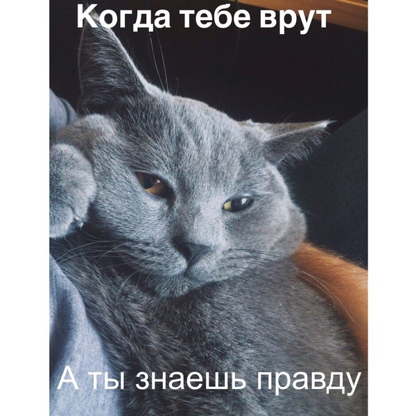 Подозревака - Моё, Кот, Кошака-Подозревака