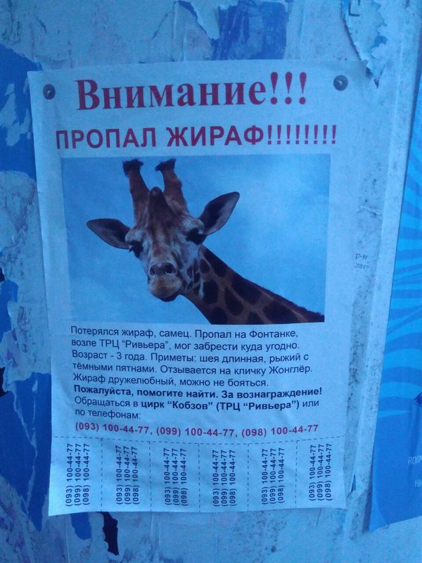 A kind of lost in Odessa - Giraffe, A loss, Odessa