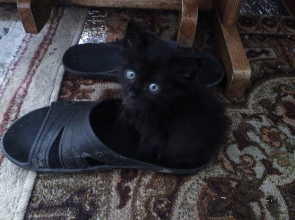We met half an hour ago, and he has already taken a fancy to my slippers. - My, cat, , Photo, The photo