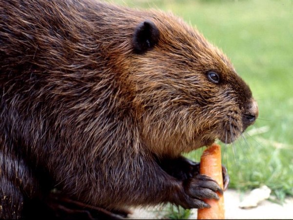 Hunting for beavers that destroy roads is again allowed in the Novgorod region - Velikiy Novgorod, Rave, Beavers, Hunting, Road