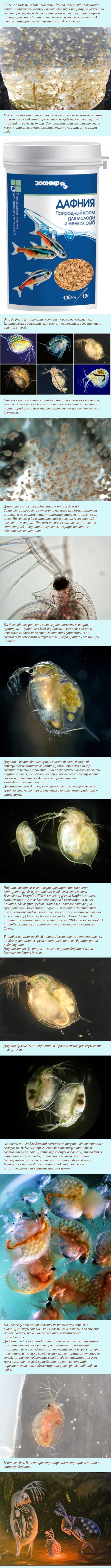 water fleas - Biology, Zoology, Hydrobiology, Longpost, Aquatic inhabitants