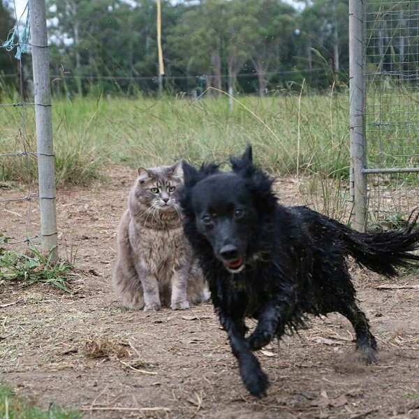 When your crazy friend ruins a great photo - cat, Kotevkorobke, Friend, Spoiled photos