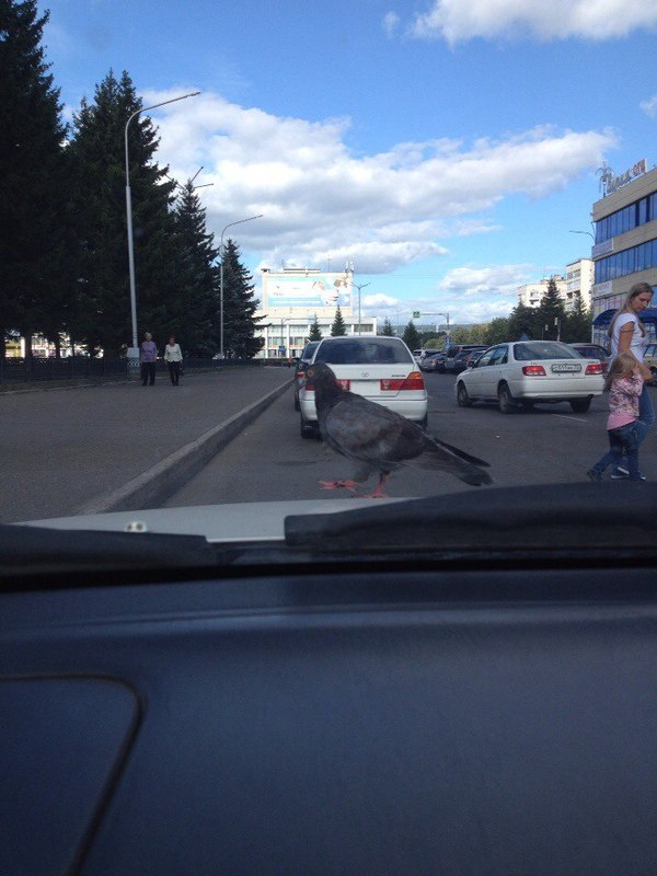 Ну ок, поехали подвезу - Голубь, Томск, Поехал, Хз, Урур, Поездка