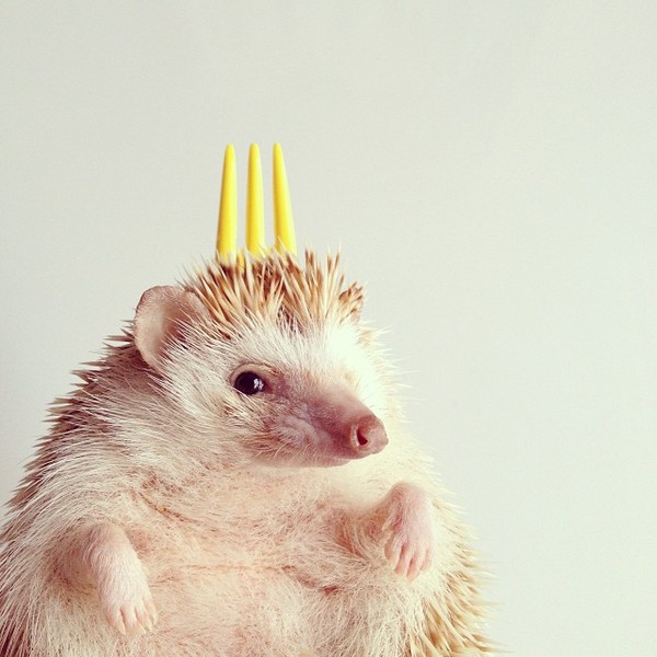 Photoshoot from hedgehog Darcy - Hedgehog, Darcy, Accordion, , Longpost, Repeat