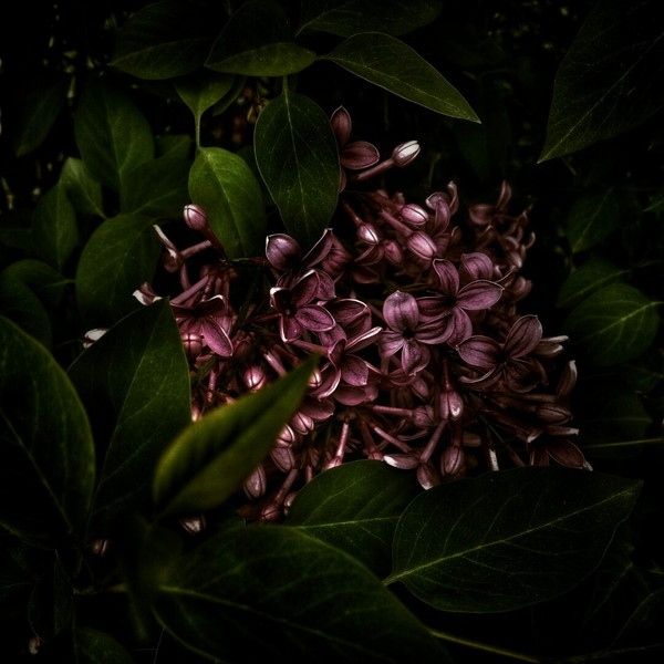A bit of nature :3 - My, The photo, Flowers, Lilac, Dandelion, Drops, Rain, Snapseed, Longpost