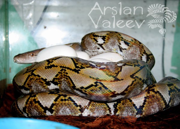 First breeding of SuperDwarf reticulated pythons in Russia - My, Snake, Python, Reticulated python, Terrariumistics, Reptiles, Hatching, Video, Longpost