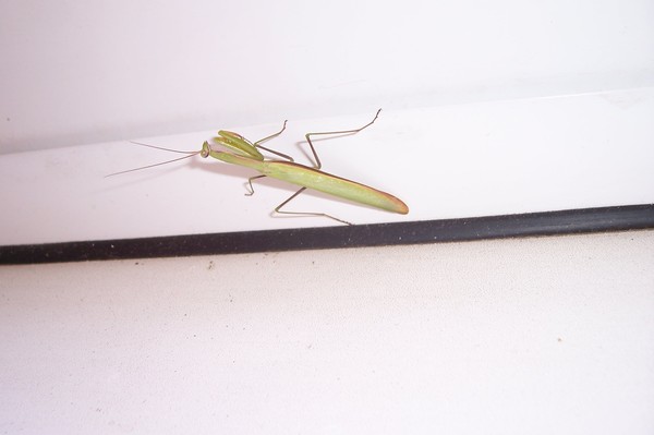 First meeting.. - Balcony, Insects, Longpost, My