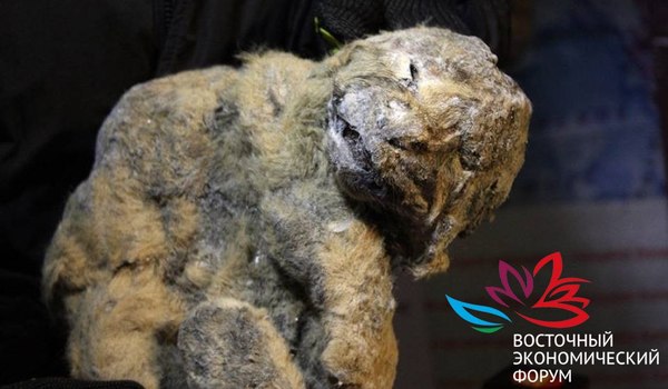 Lion cub! A cave lion cub will be shown at the exposition of Yakutia as part of the Eastern Economic Forum - Archeology, a lion, The science, Lion cubs