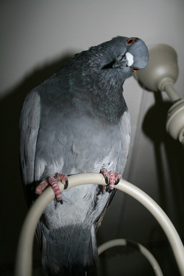 Meet Gulman and he is three years old. - My, Photo, Animals, Milota, A life, Friend, Eyes, Pigeon