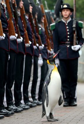 Penguin Colonel. Don't wait for mail - Penguins, The order, Norway, Scotland, Nyasha, Zoo, Winners