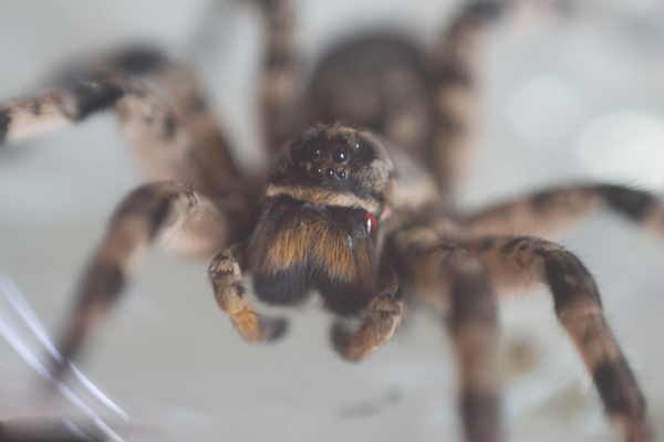 Beggar - My, Spider, Tarantula, Lycosa singoriensis