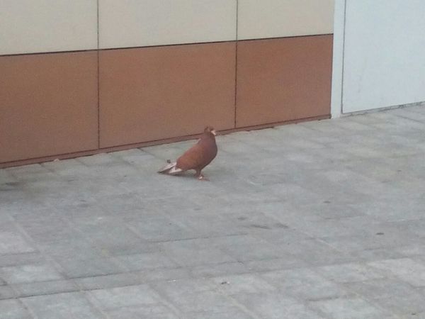 Who wants a dove? - My, Spartak Stadium, Pigeon, Bird of peace