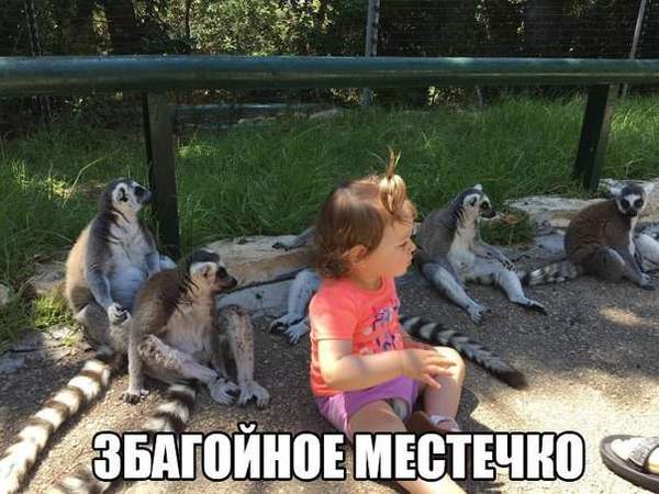 It's safe here - Lemur, Children, Animals, 