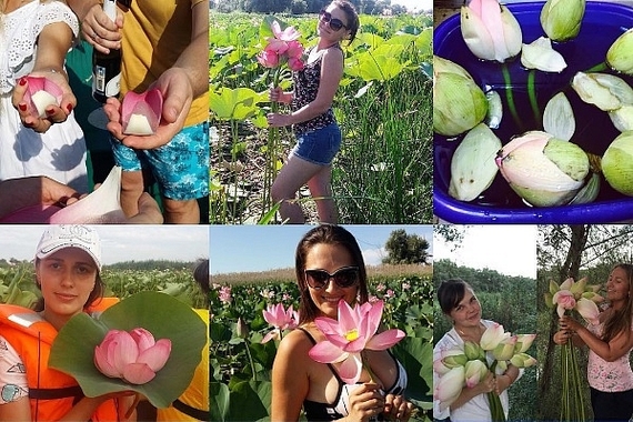 Champagne from the red book lotus - My, Nature, Flowers, Cattle, Alcohol, Selfie