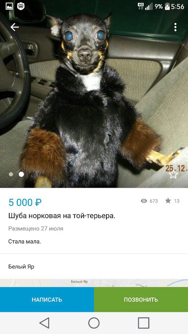 Announcement on Avito. Is this normal at all? - Animals, Fur coat, , Dog