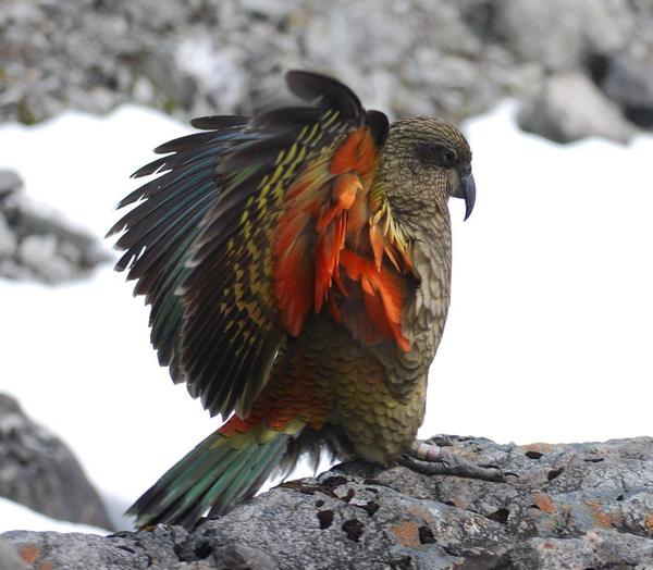 Kea is a mountain parrot that is superior in mental abilities to monkeys. - My, Nature, Animals, A parrot, New Zealand, Interesting, Peace, Birds, Kindness, Video, Longpost