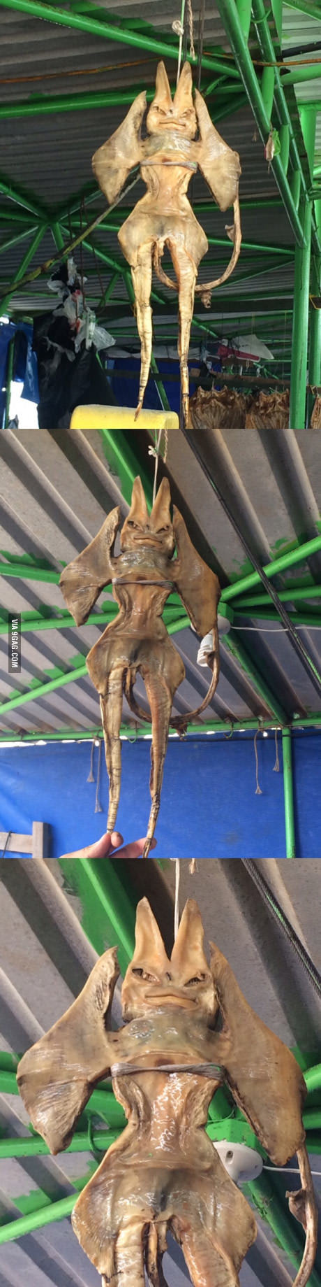 At the seafood market in Asia - 9GAG, , Longpost