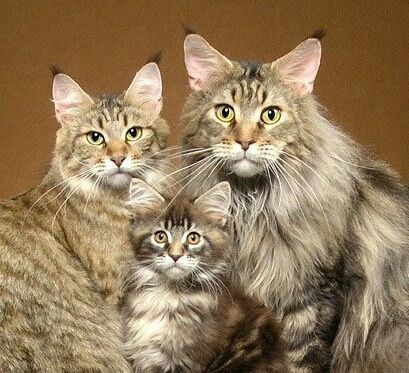 Maine Coon family. - Images, Photo, cat, Family