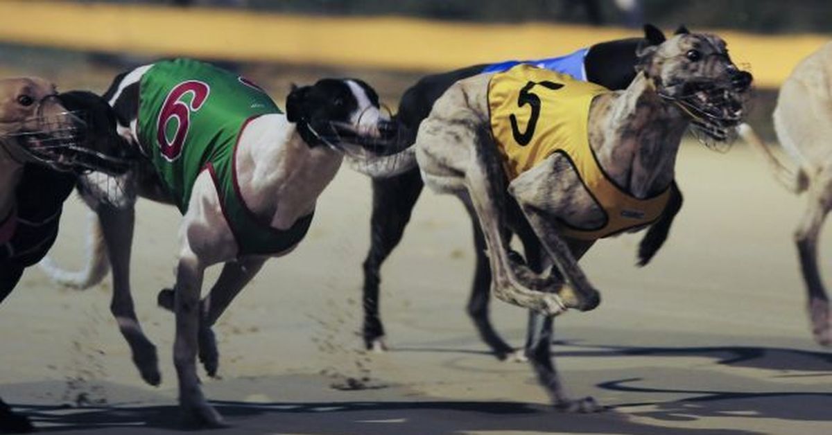 Henlow dogs betting odds cisco check crypto version