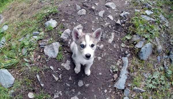 Altai beast - My, Altai, Husky, Lake Akkem, GoPRO, Altai Republic