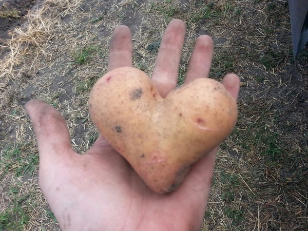 Love potatoes and potatoes will love you - My, Potatoes of Love, Potato, Love