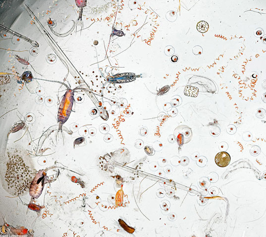 Drop of sea water magnified 25 times - Microscopy, Microbiology, Microorganisms, Microbes