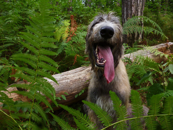 stupid dog) - My, Irish wolfhound, Dog, Language, Stupid, Fern, Fools