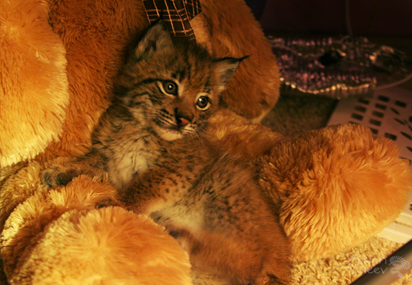 At a more conscious age, they put Hannah to the cat Pussy to start making friends - My, Lynx, Scottish lop-eared, Acquaintance, cat, Hannah, Video