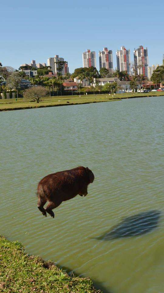 Just a capybara jumping into the lake :) - Photo, Humor, Capybara, Bounce