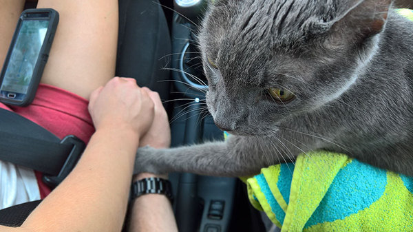 Кот всю последнюю поездку к ветеринару нежно держал руку хозяина