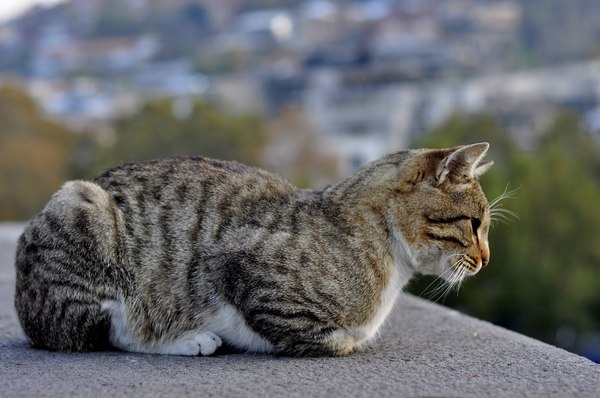 Observer - My, Photo, cat, Nikon