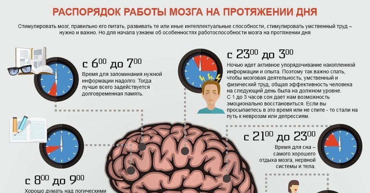 Во время деятельность мозга. Периоды активности мозга. Деятельность головного мозга. Деятельность в мозгу человека. Активность мозга по часам.