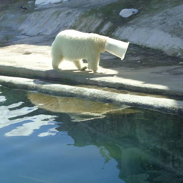 When you don't know what to do with yourself - Polar bear, Zoo, Boredom