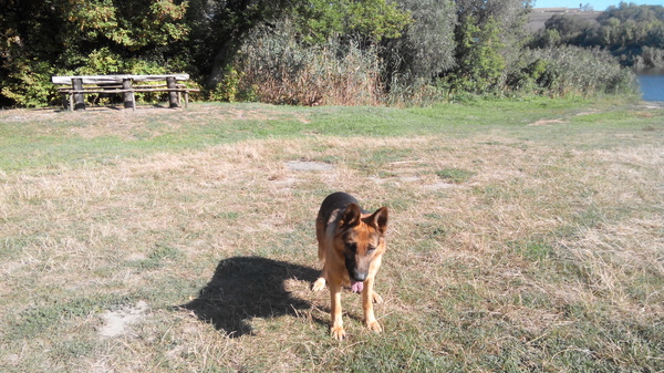 Almost caught - Dog, Ball, Fail, So close, Nature, Oscar, German Shepherd, Longpost