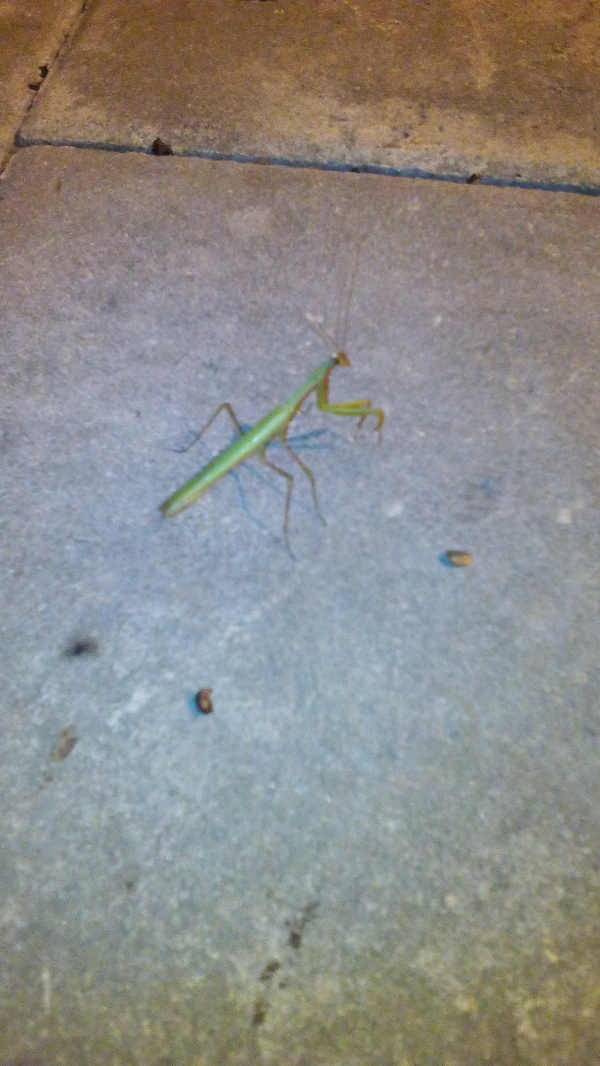 Now photographed) - My, Moscow, Mantis, Climate