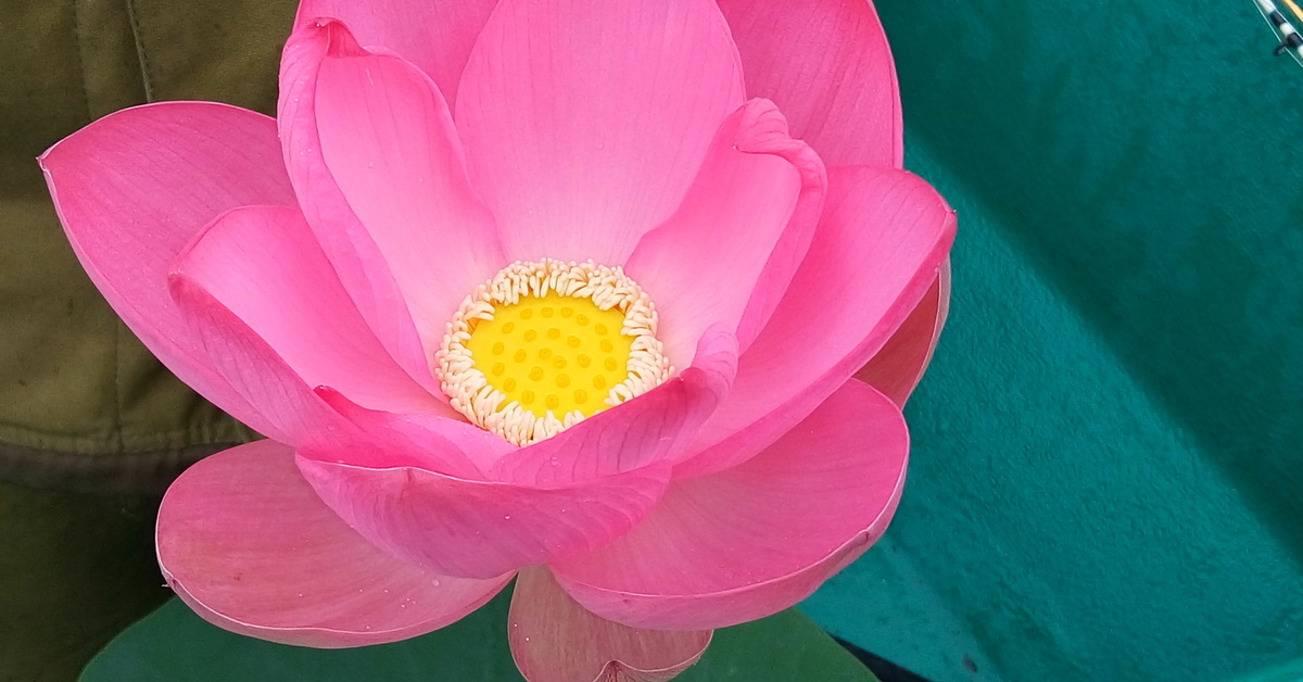 Долина лотосов анапа. Лотус астрахань цветок. Лотосовые поля астрахань. Лотус астрахань. Лотус астрахань.